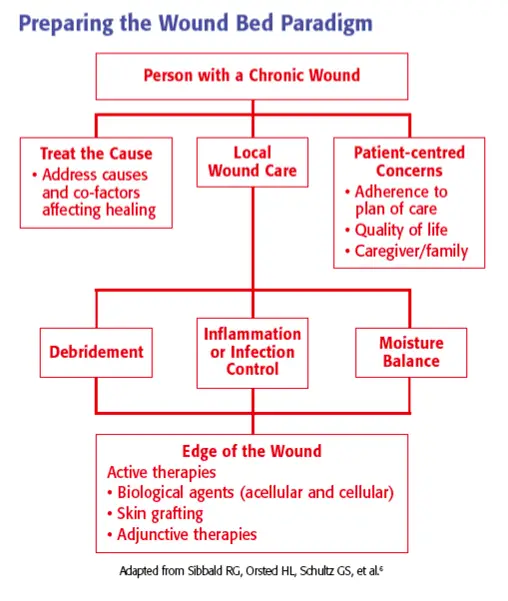 Wound Bed Paradigm